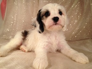 Male cockapoo pup for sale iowa Breeder Summer of 2012